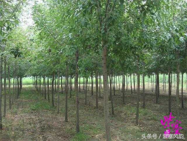 欒樹的適生區域與種植技術要點——以保定綠迪源園林為例